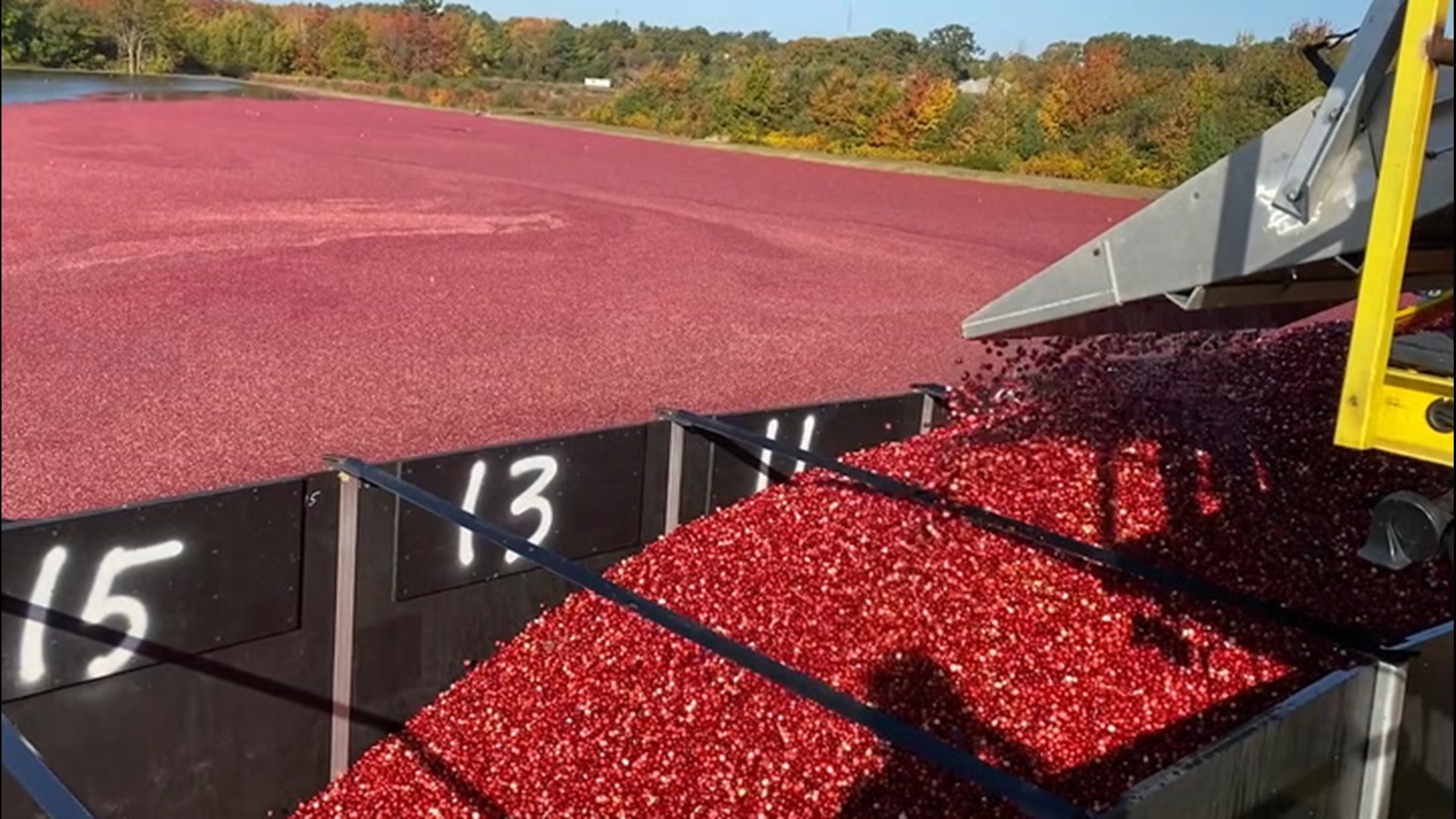 Some farmers say a late frost, extreme heat, lack of rain and hail made it tough to get cranberries to the Thanksgiving Day table this year.