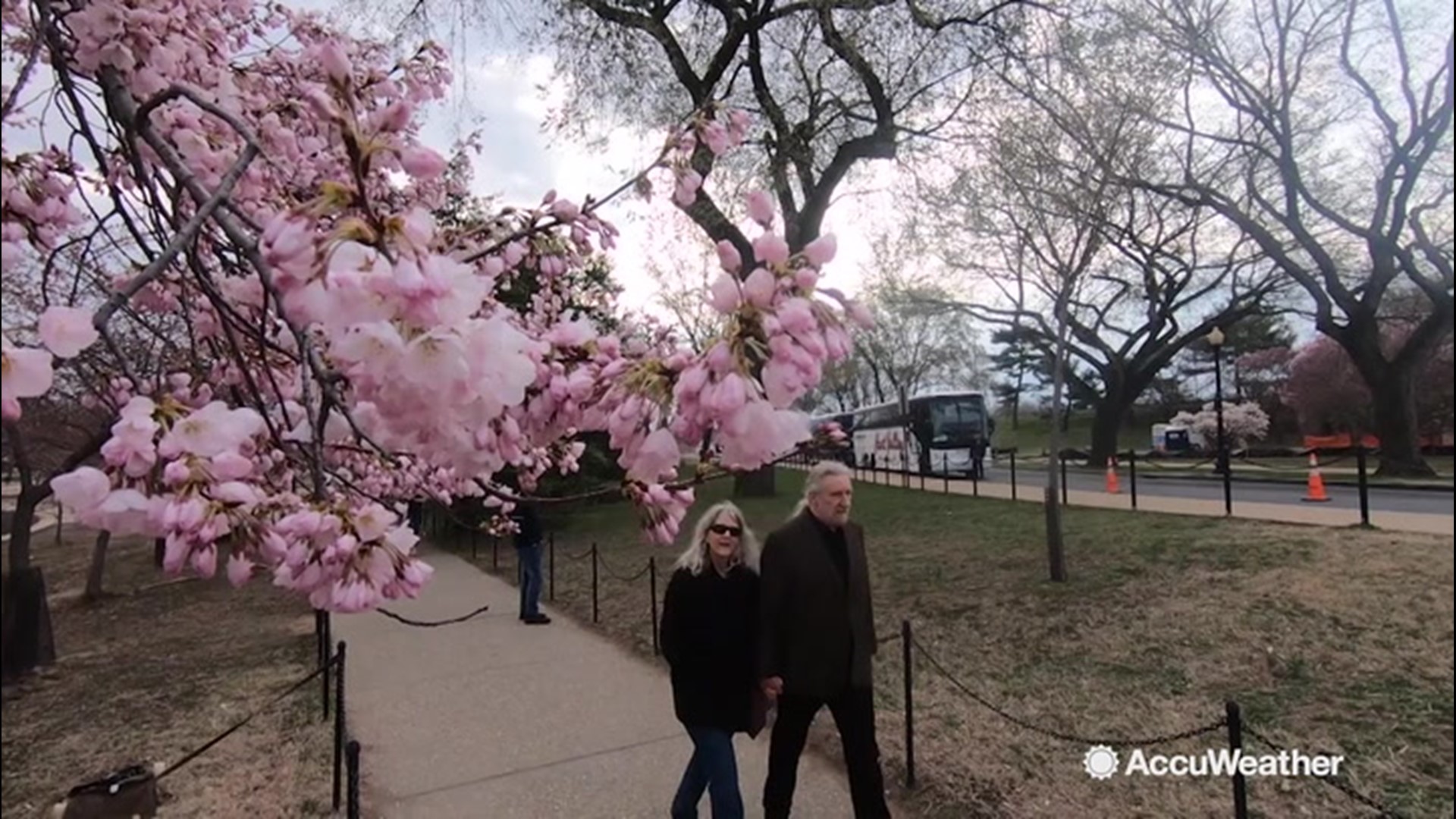 DC Cherry Blossoms blooming early this spring | kare11.com