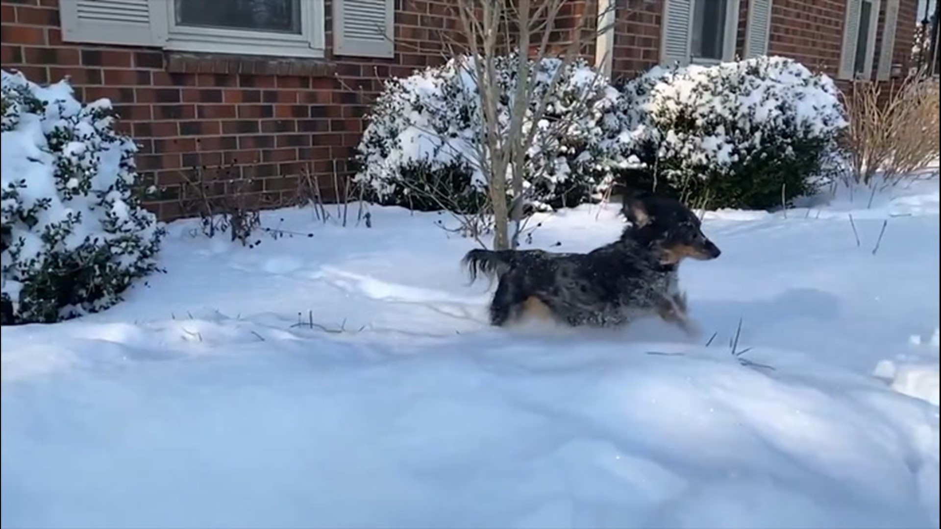 Dogs and their owners across the U.S. took full advantage of snowy days in mid-February.