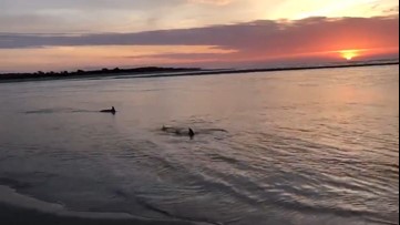 Watching a stunning sunrise with dolphins