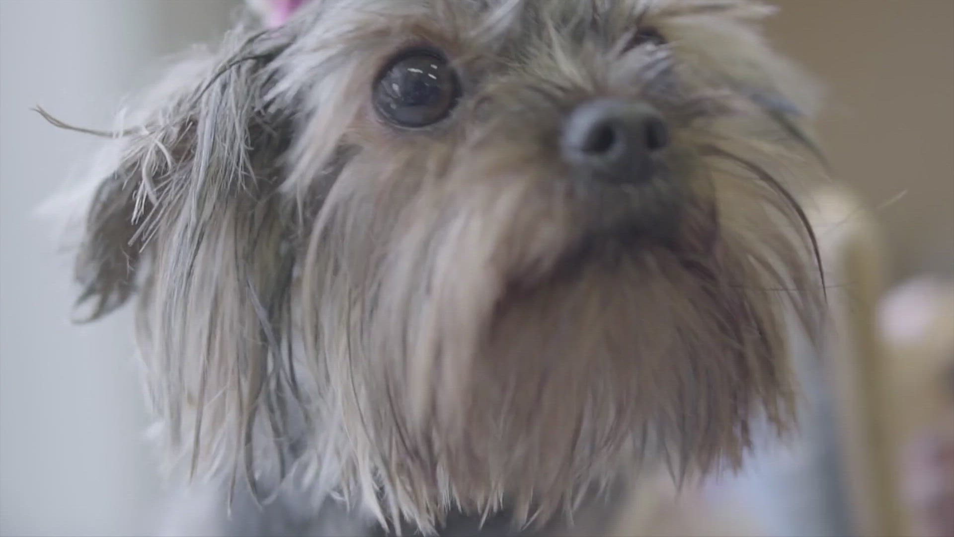 Whats It Mean When A Dog Puts His Paw On You