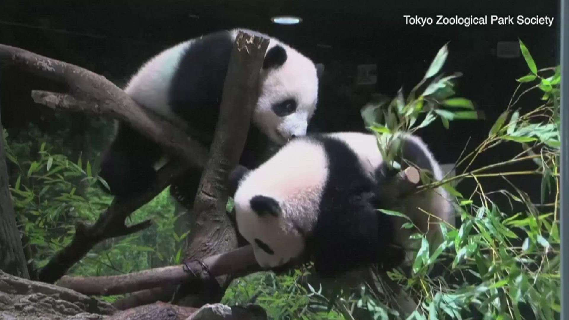 Check out these 6-month-old panda cubs at Tokyo's Ueno Zoo. Buzz60's Elizabeth Keatinge has more.