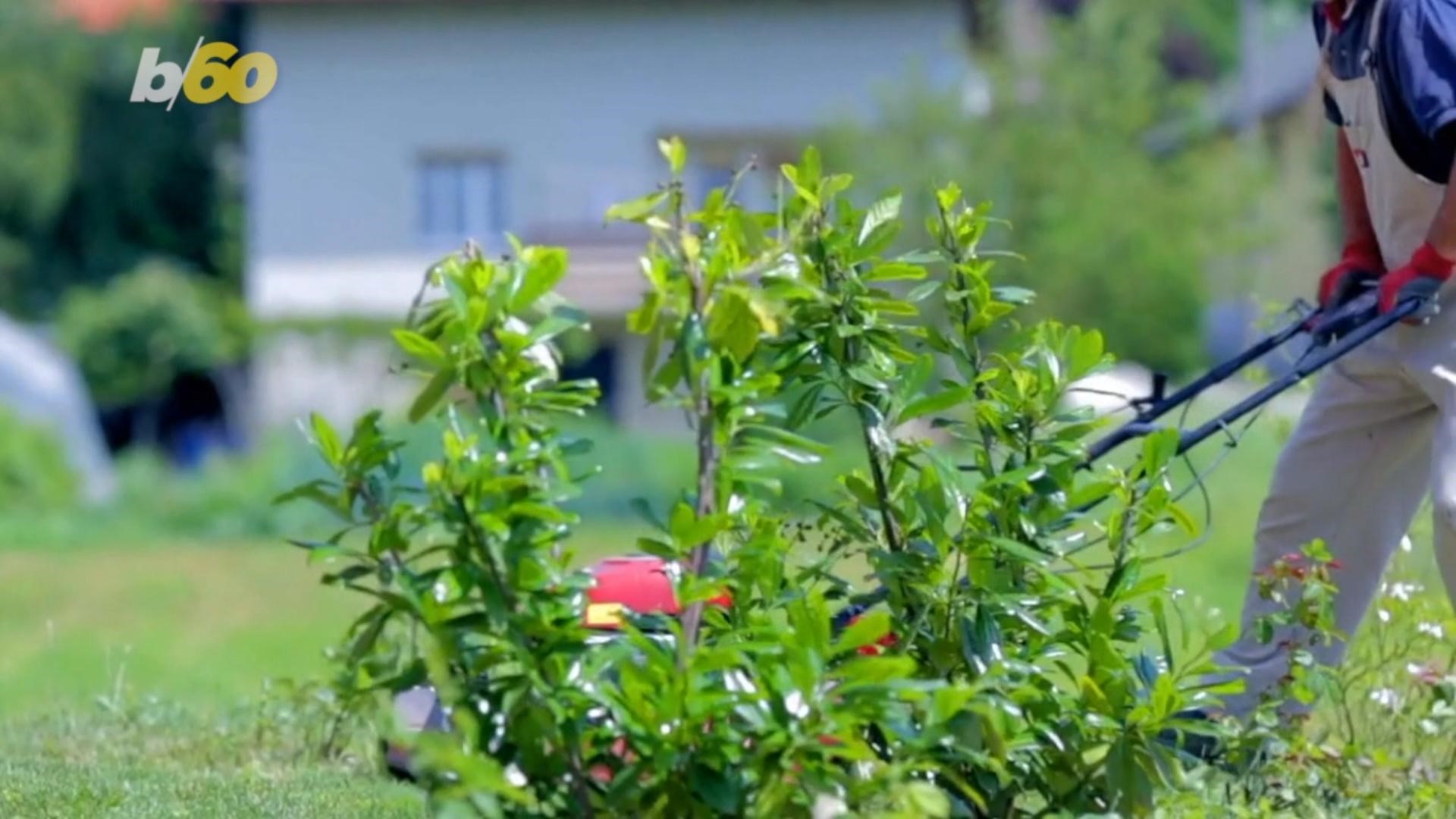 does grass clippings help grass grow