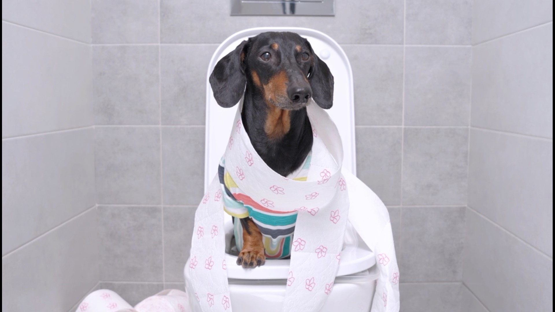 Why Do Dogs Freak Out After Baths