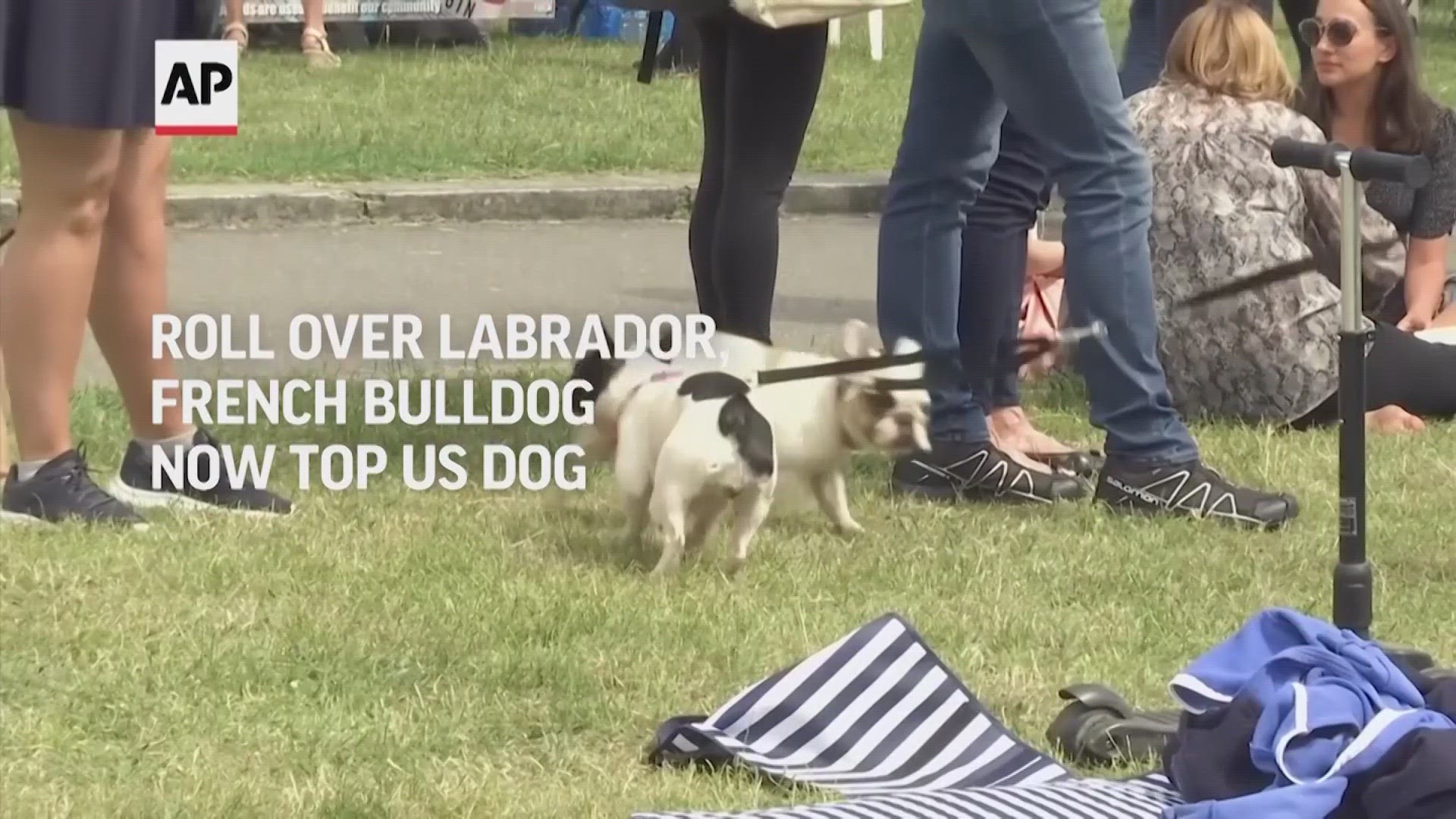 After 31 years, America has a new top dog breed.