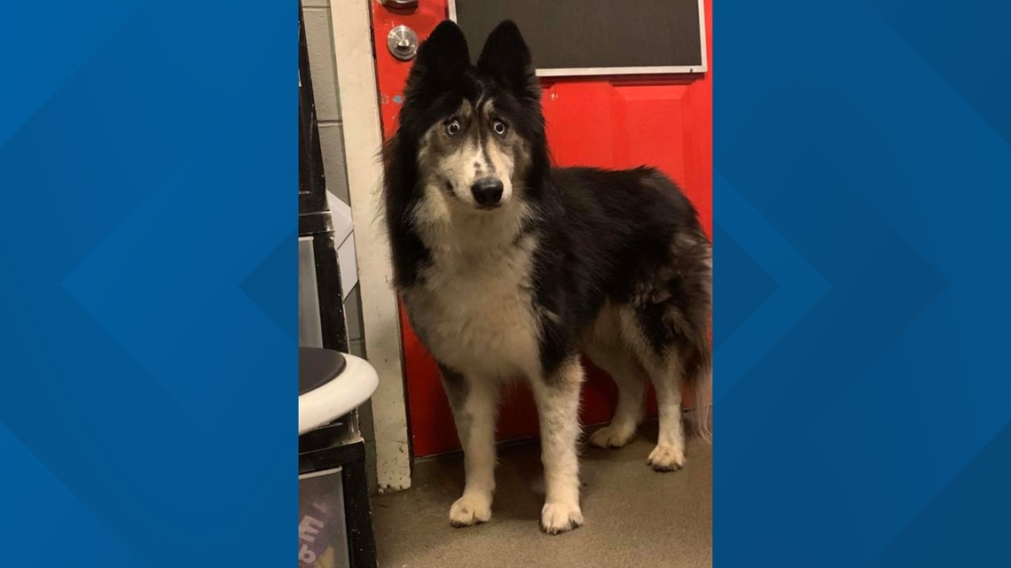 viking siberian husky