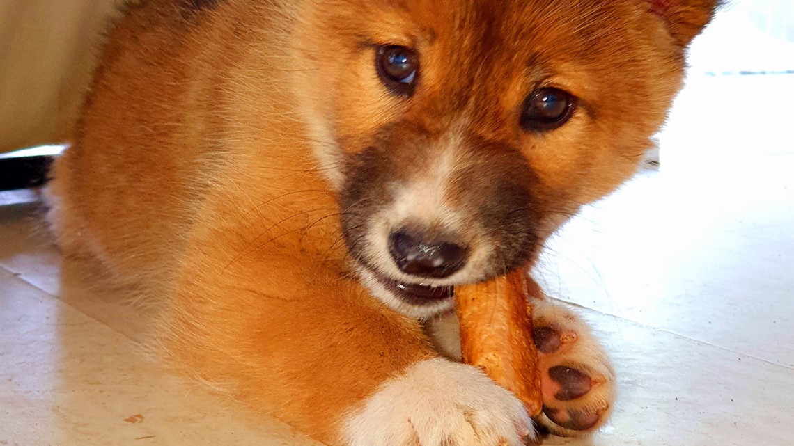 Endangered dingo believed to be dropped by eagle into backyard