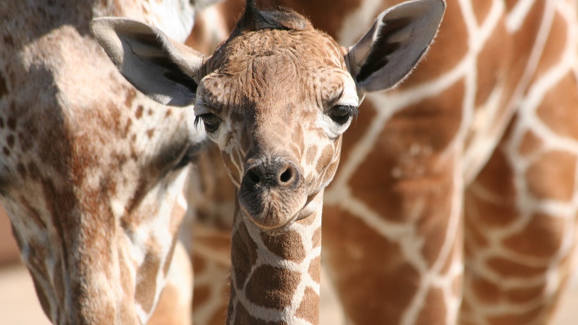 Baby giraffe dies at Columbus Zoo(02)