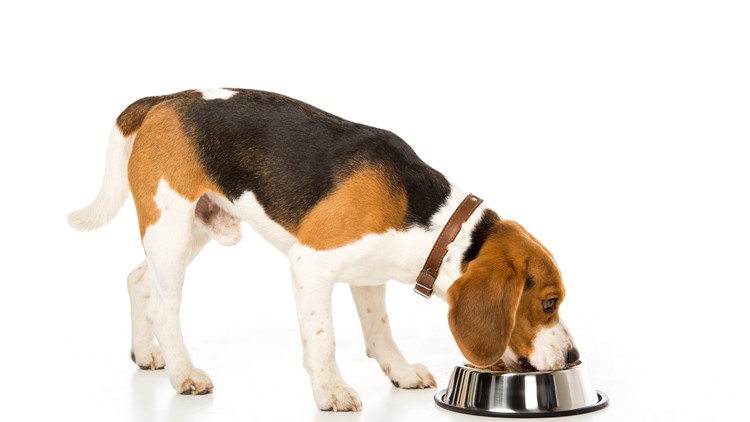 Several Brands Of Dog Food Recalled Over Toxic Levels Of