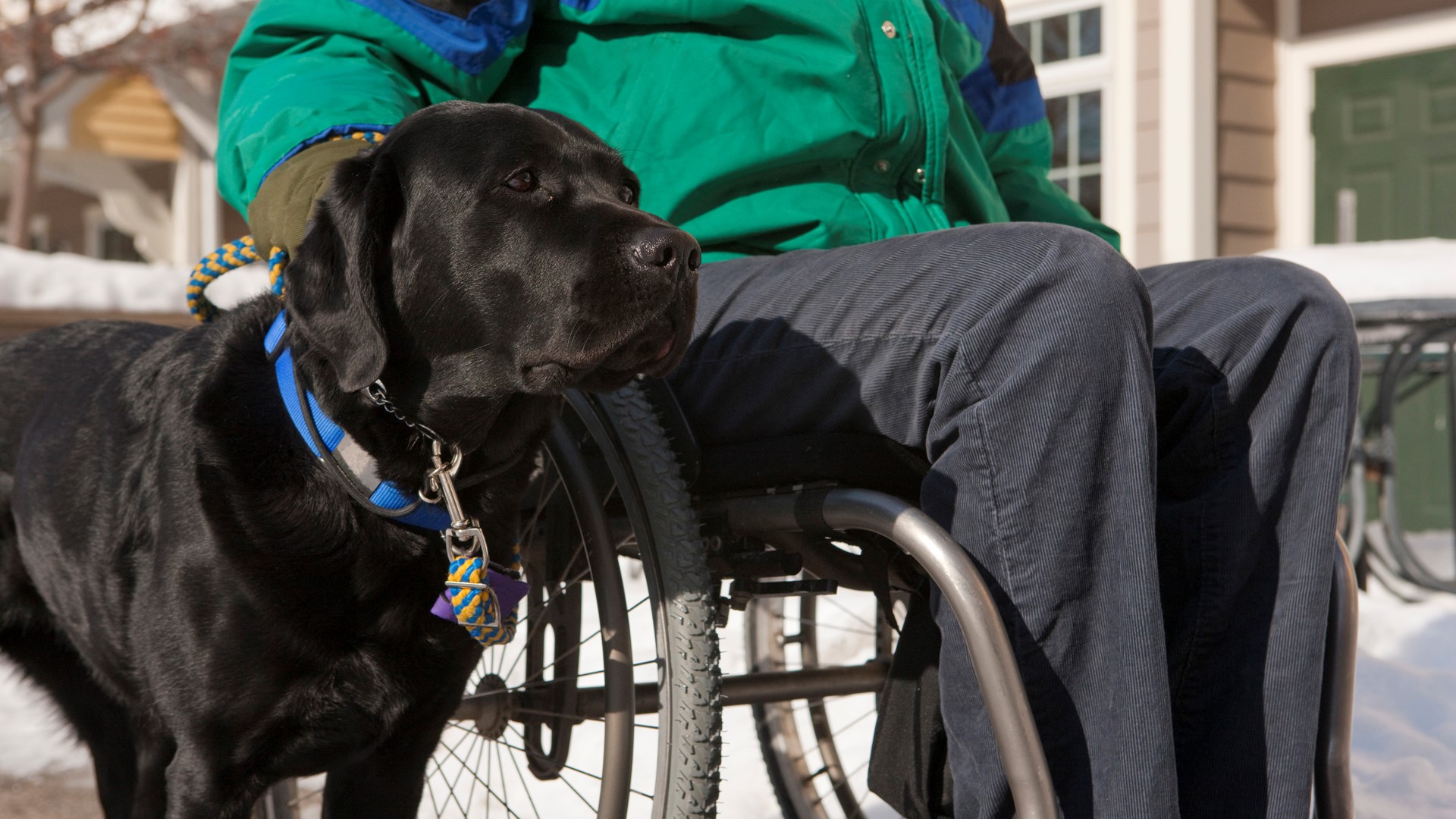 VERIFY Yes, a service dog without its handler could be looking for