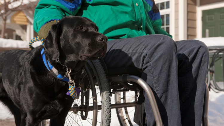 can service dogs be left alone