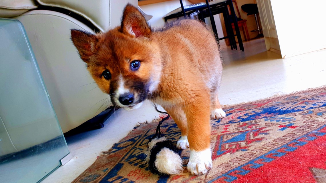 Endangered dingo believed to be dropped by eagle into backyard