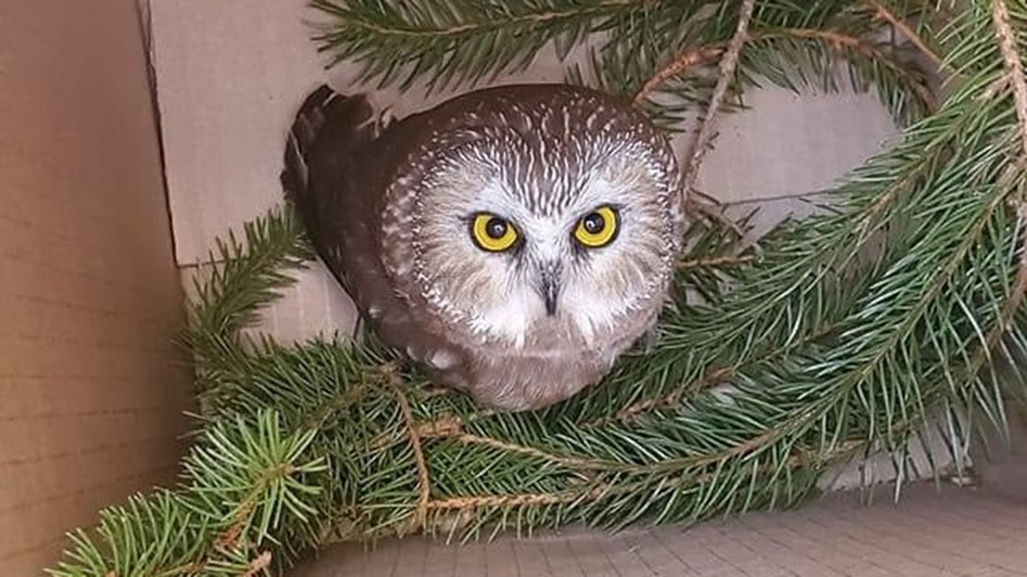 Saw Whet Owl Found Inside Rockefeller Center Christmas Tree Kare11 Com