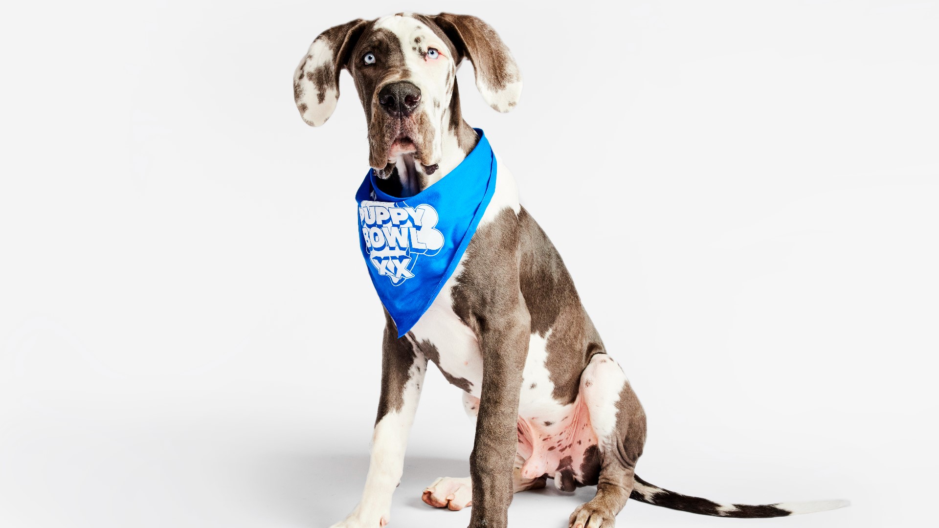 PHOTOS See The Adorable 2024 Puppy Bowl Starting Lineup Kare11 Com   9f559013 F26c 4b45 Ae1e B86195f33b79 1920x1080 