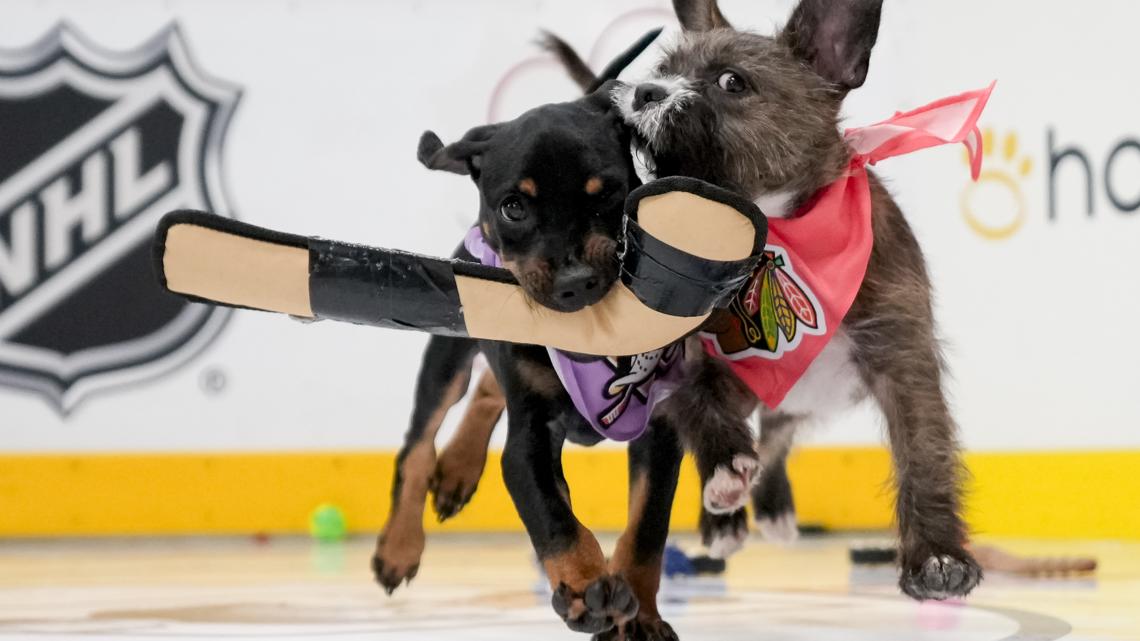 NHL's 'Stanley Pup,' featuring 32 dogs competing, is back for a third year