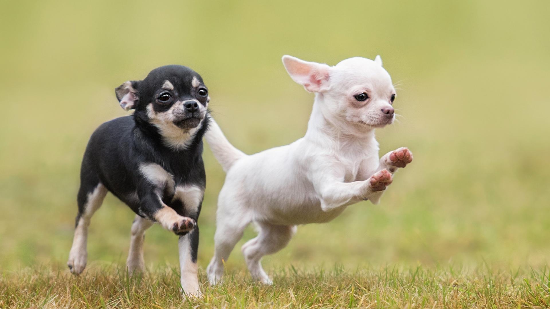 Your tiny chihuahua may have a little coyote DNA in its family tree