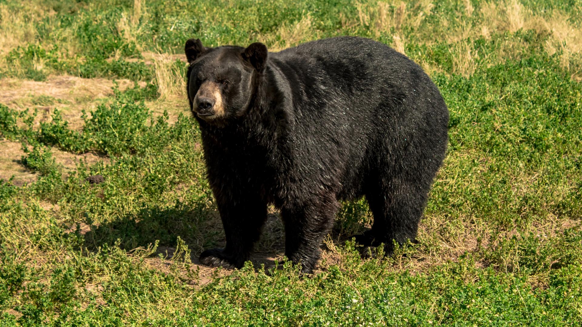 Bear attacks person in Colorado backyard as officials warn of increased activity