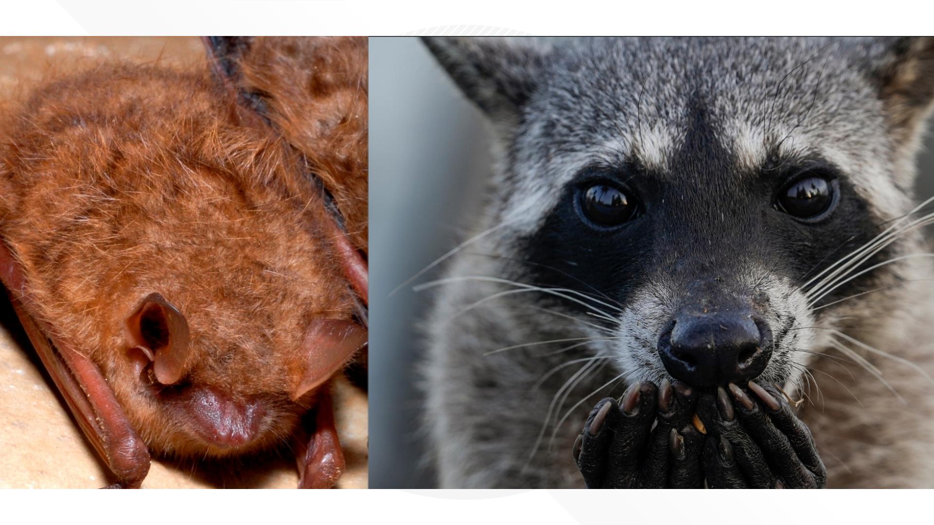Rabies exposures up by 17%, CDC says