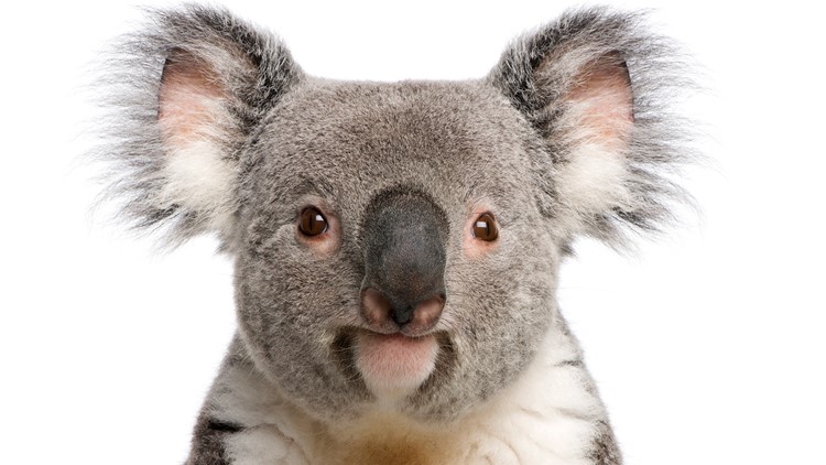 Koala Gifts - All - collections of Australian Koala gifts here - I Still  Call Australia Home