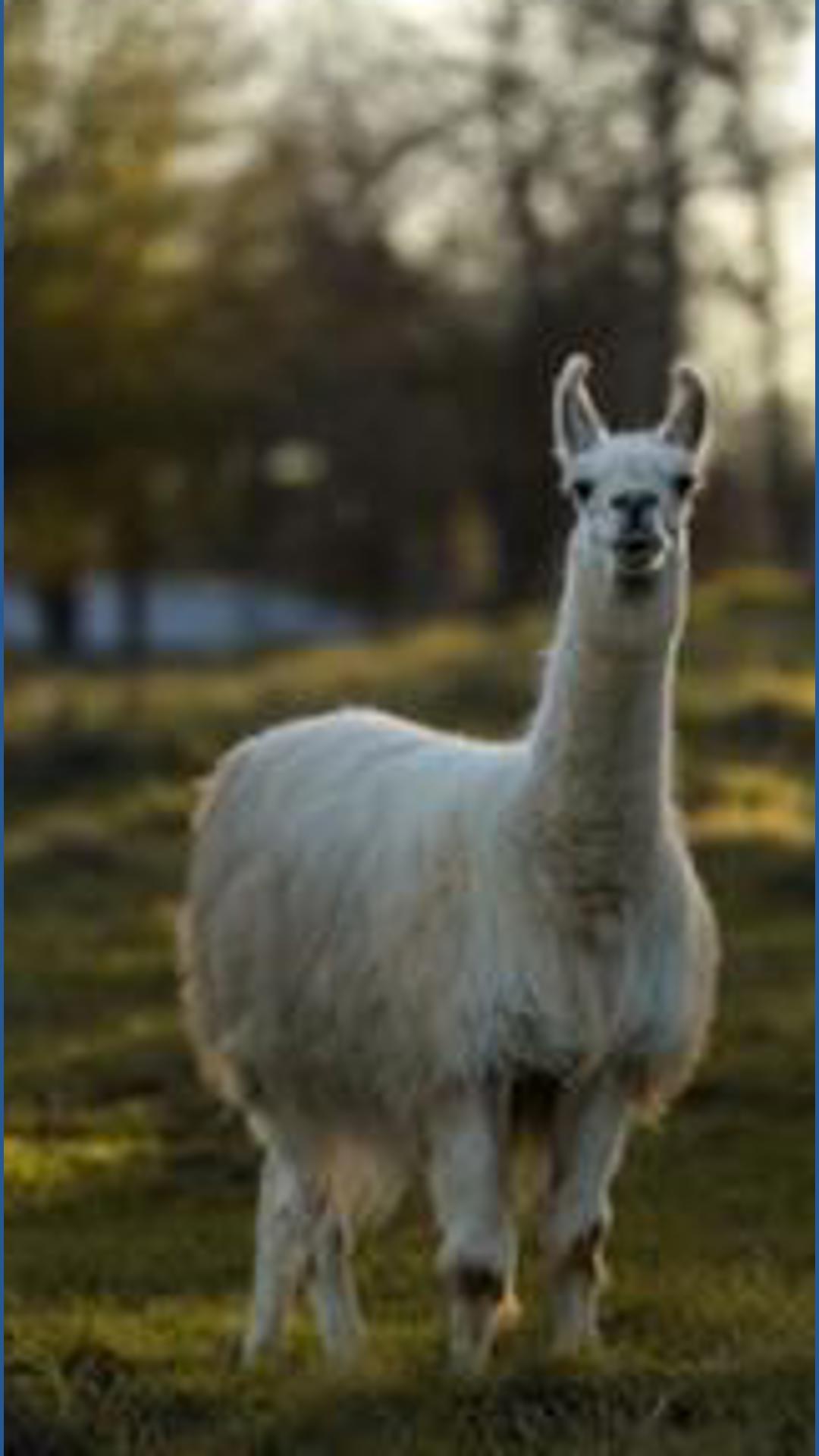 'Wise old grandpa': Potentially world's oldest llama dies at 31