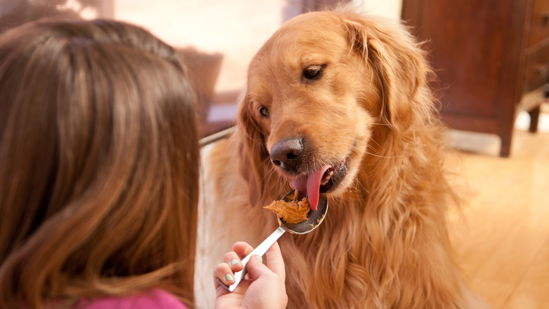 Xylitol can be deadly for dogs; FDA sends updated warning 