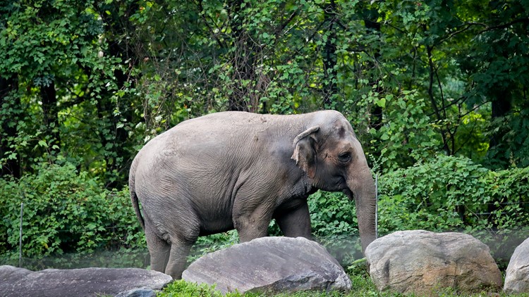 Happy is an Asian elephant. But is she also a person?