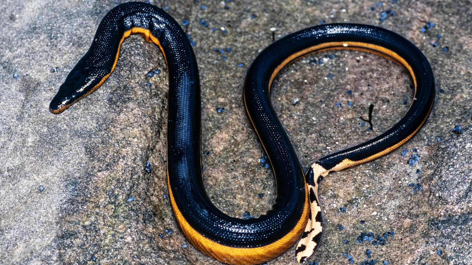 Rare, venomous sea snake spotted in southern California as experts watch for more sightings