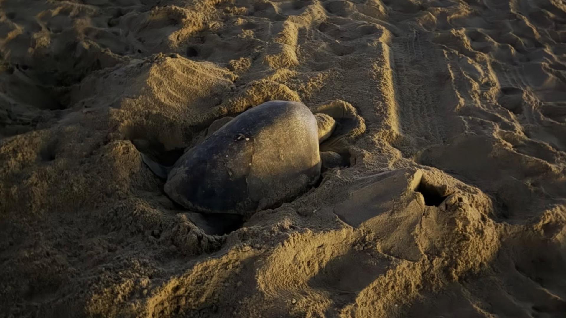 Endangered sea turtle lays eggs on California beach for first time in recorded history