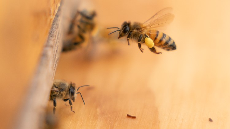 US promotes honeybees with hives at buildings: 'They really did start a buzz'
