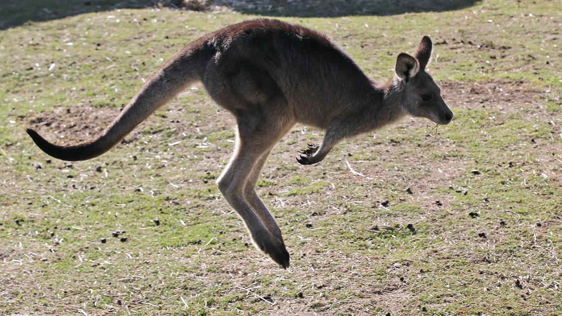 Kangaroo kills man in Australia, police say it was a pet - Vimarsana News