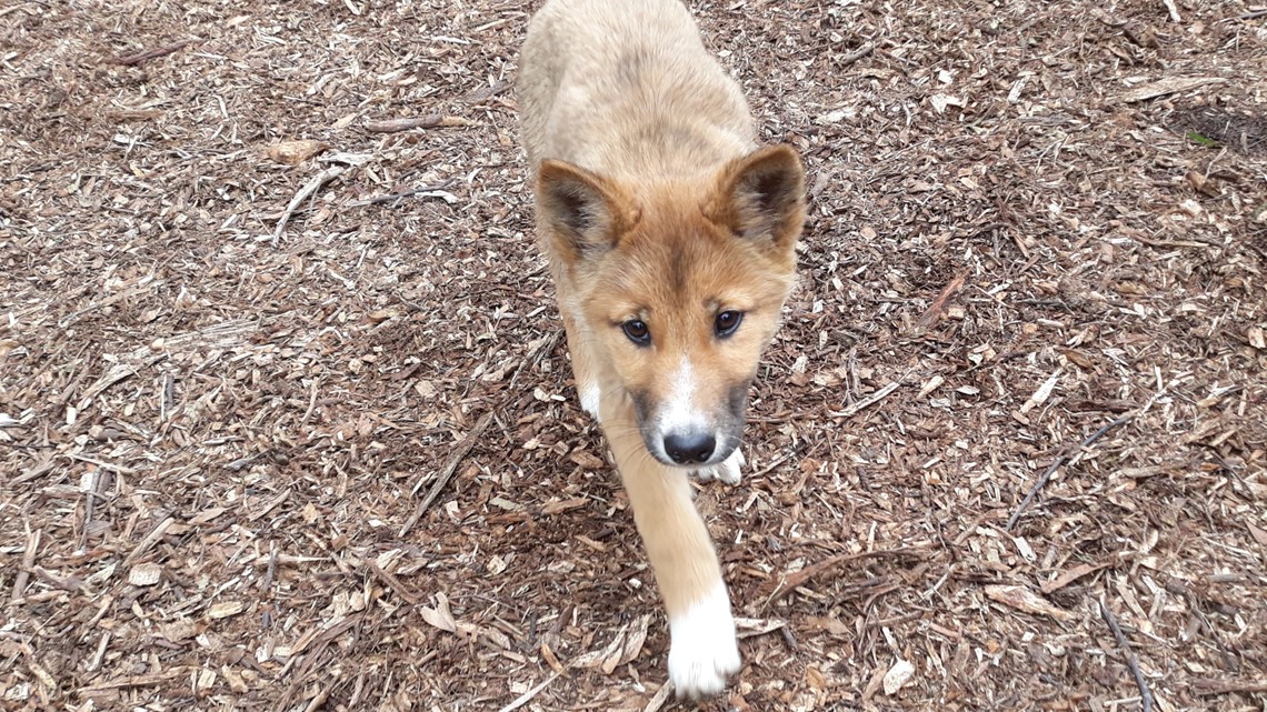 Endangered dingo believed to be dropped by eagle into backyard