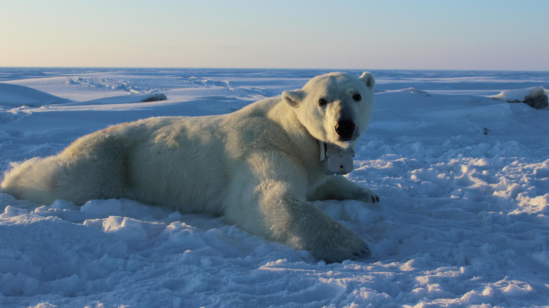 Boat operator fined for waking sleeping polar bear with foghorn in Norway archipelago