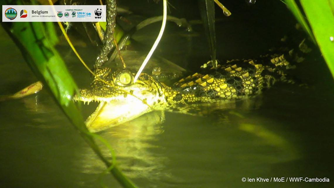 Siamese Crocodile  Crocodiles Of The World