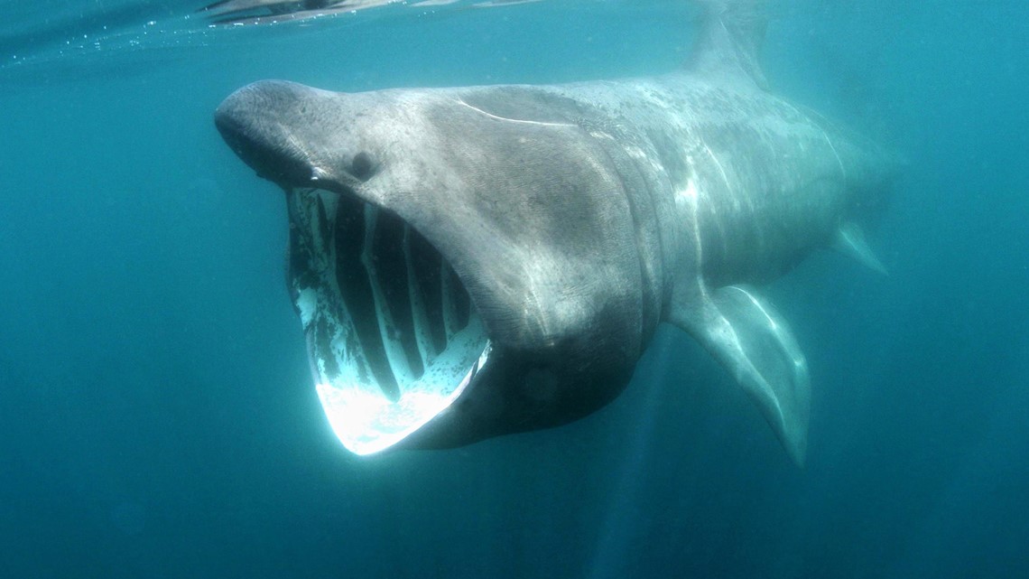 New Orleans Saints superfan catches massive bull shark