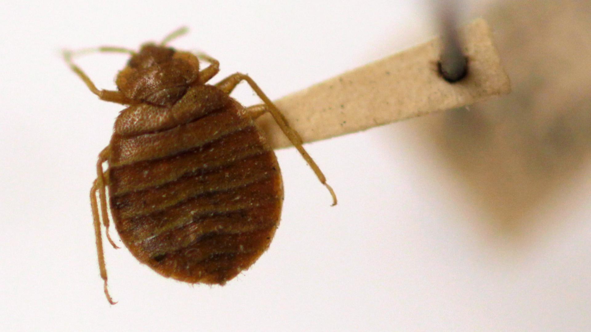 These are the 50 worst cities for bed bugs, according to a new report ...