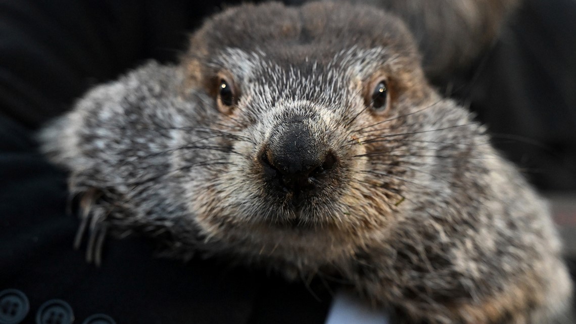 Groundhog Day 2024: Did Punxsutawney Phil see his shadow? | kare11.com