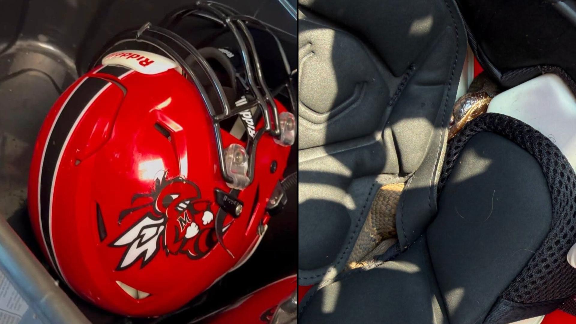 High school football player in Arkansas practices with a venomous snake in his helmet