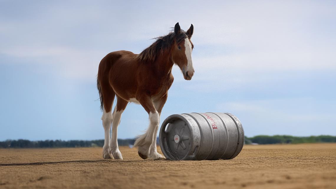 Budweiser's Super Bowl 2025 commercial shows Clydesdale foal