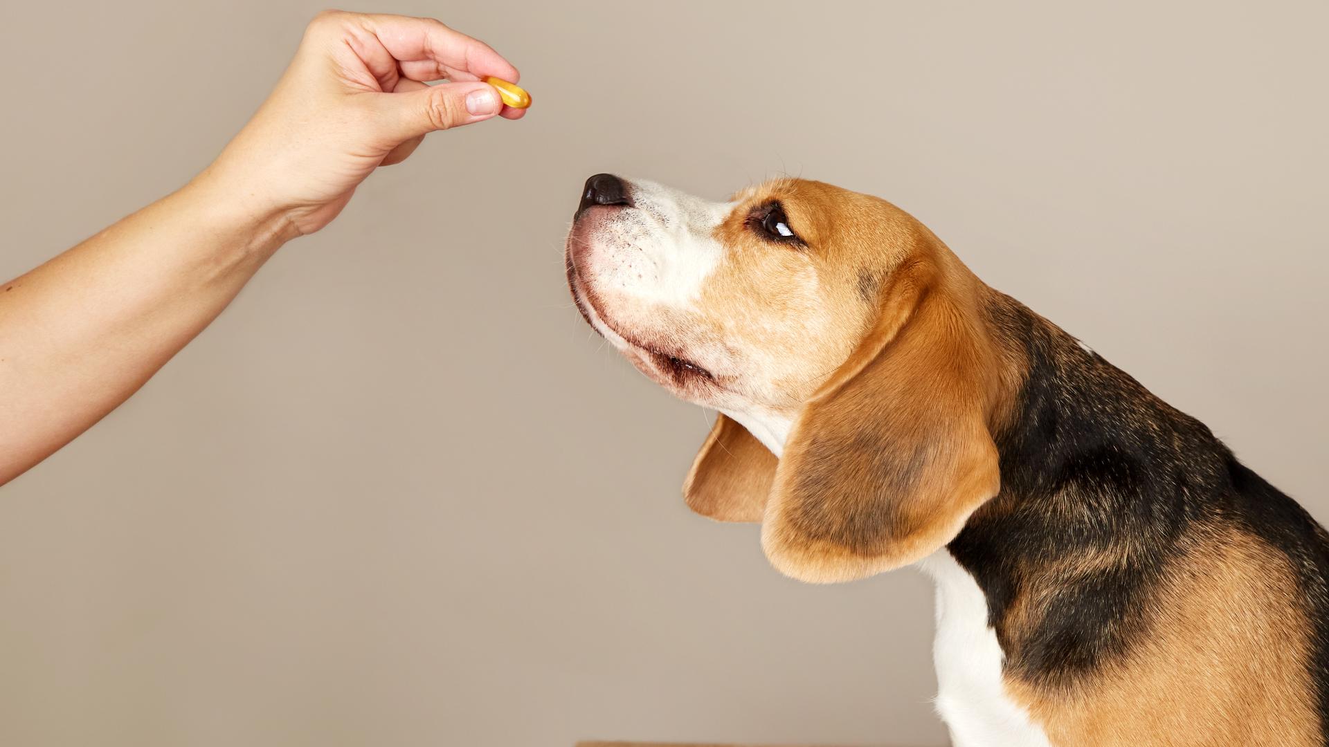 Two dog supplements recalled over potential Salmonella contamination