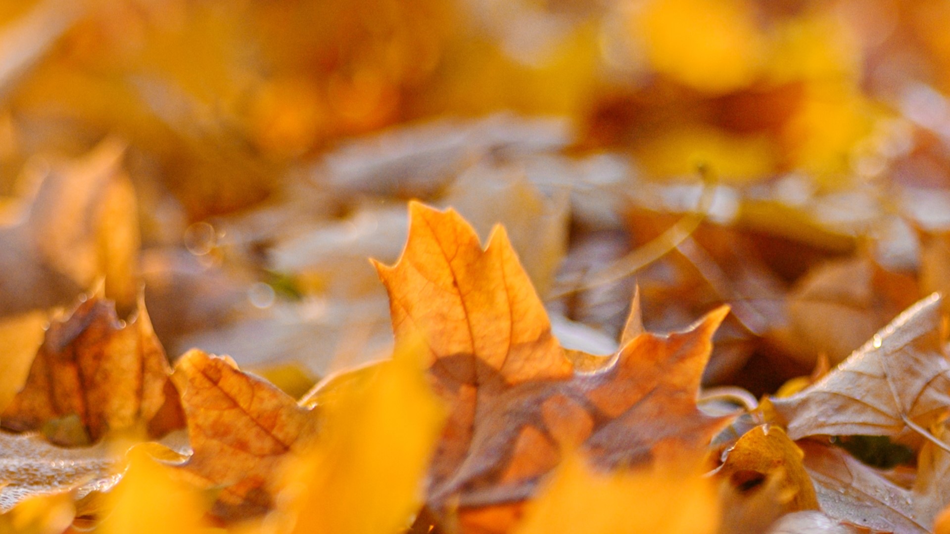When does fall officially begin?