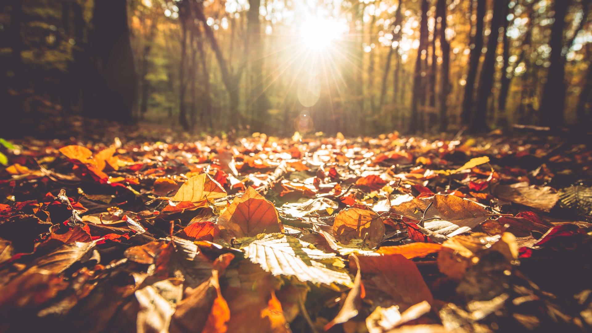 Will we have daylight saving time this year? Here's when clocks will 'fall back' an hour