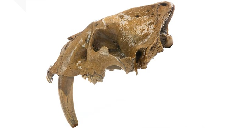 Sabertooth cat skull found in Iowa reveals details about Ice Age predator