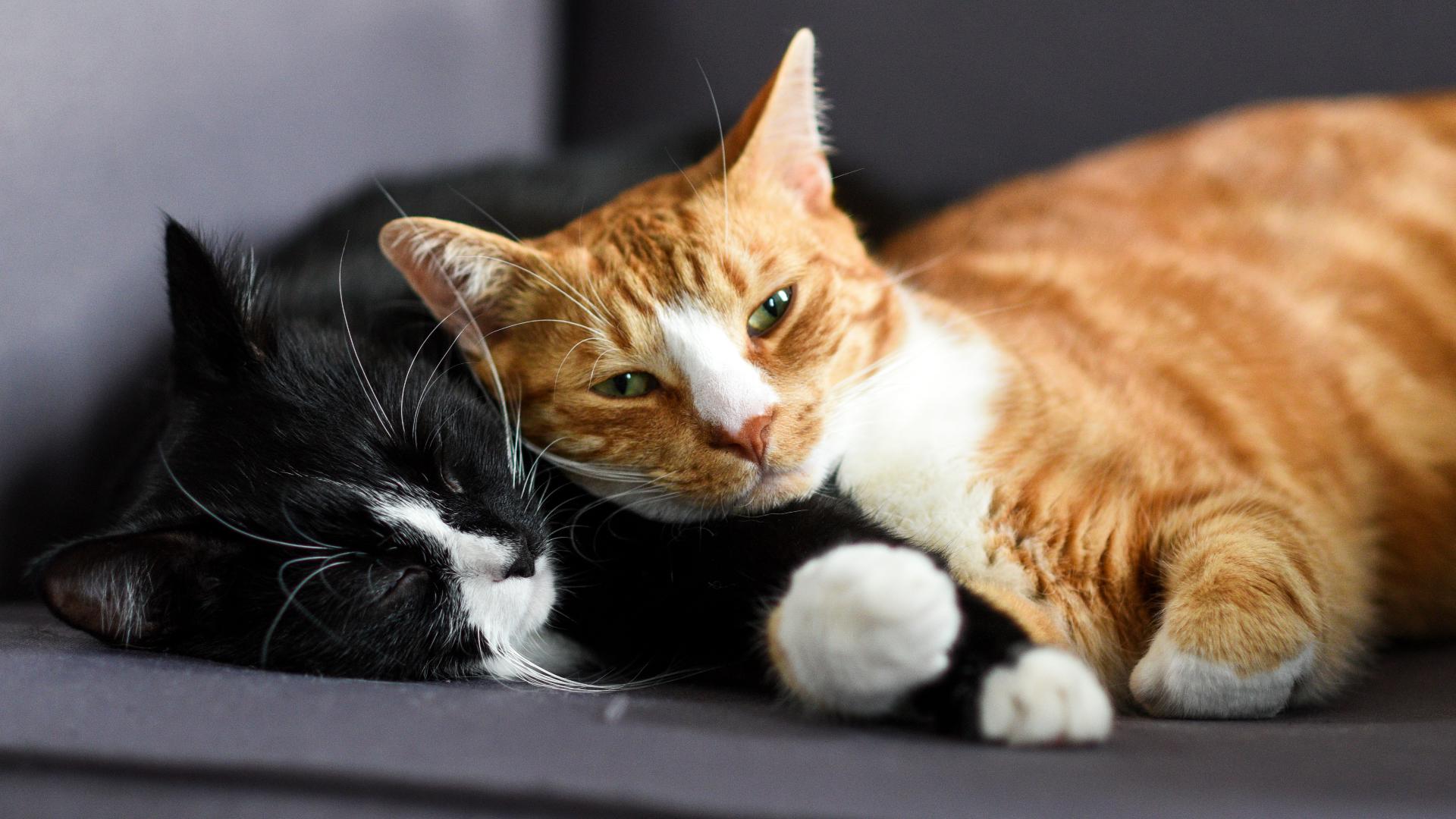 These are the 10 most popular cat names in America