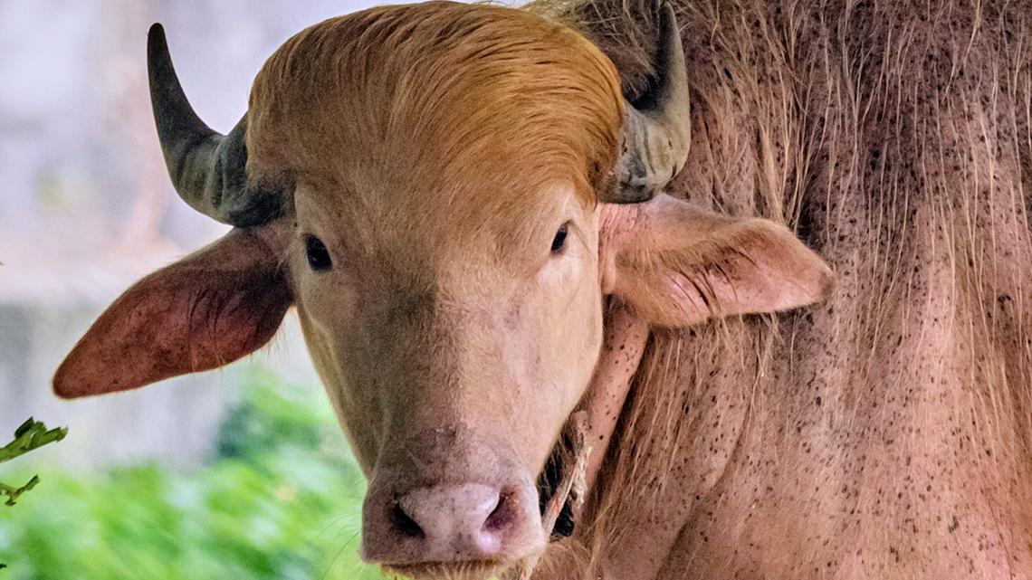 Buffalo named 'Donald Trump' for its golden locks is a sensation at a Bangladesh zoo