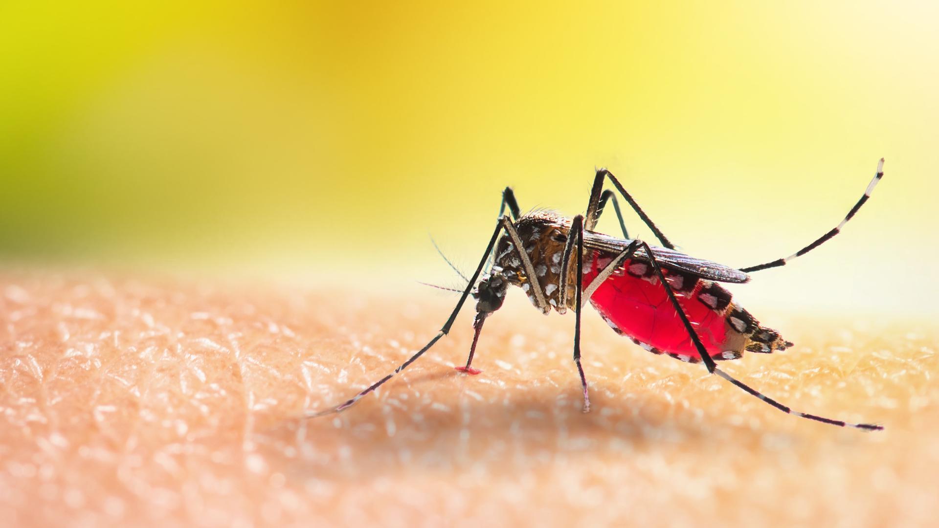 Signs and symptoms of dengue to watch for if you're traveling to Florida