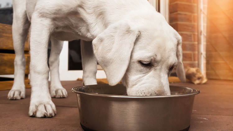 Vitamin d outlet dog food recall