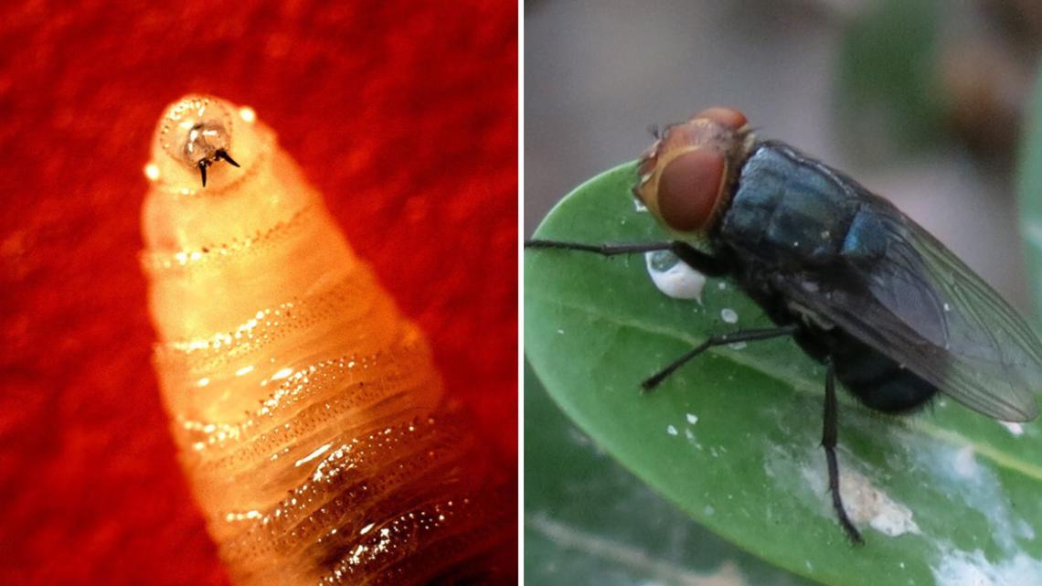Screwworm fly detected in Texas decades after cattle threat was largely eradicated in US
