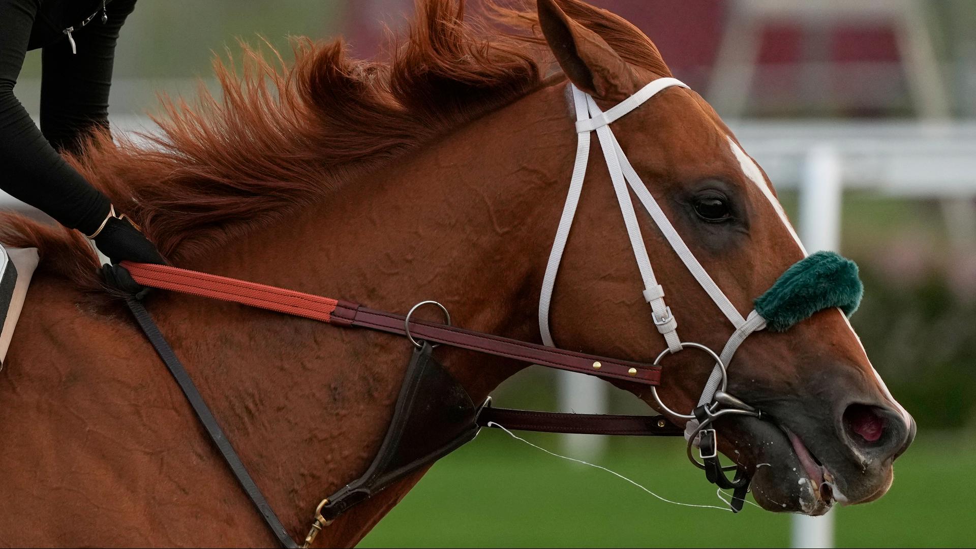 What makes a Kentucky Derby champion? Big hearts, immense lungs and powerful legs