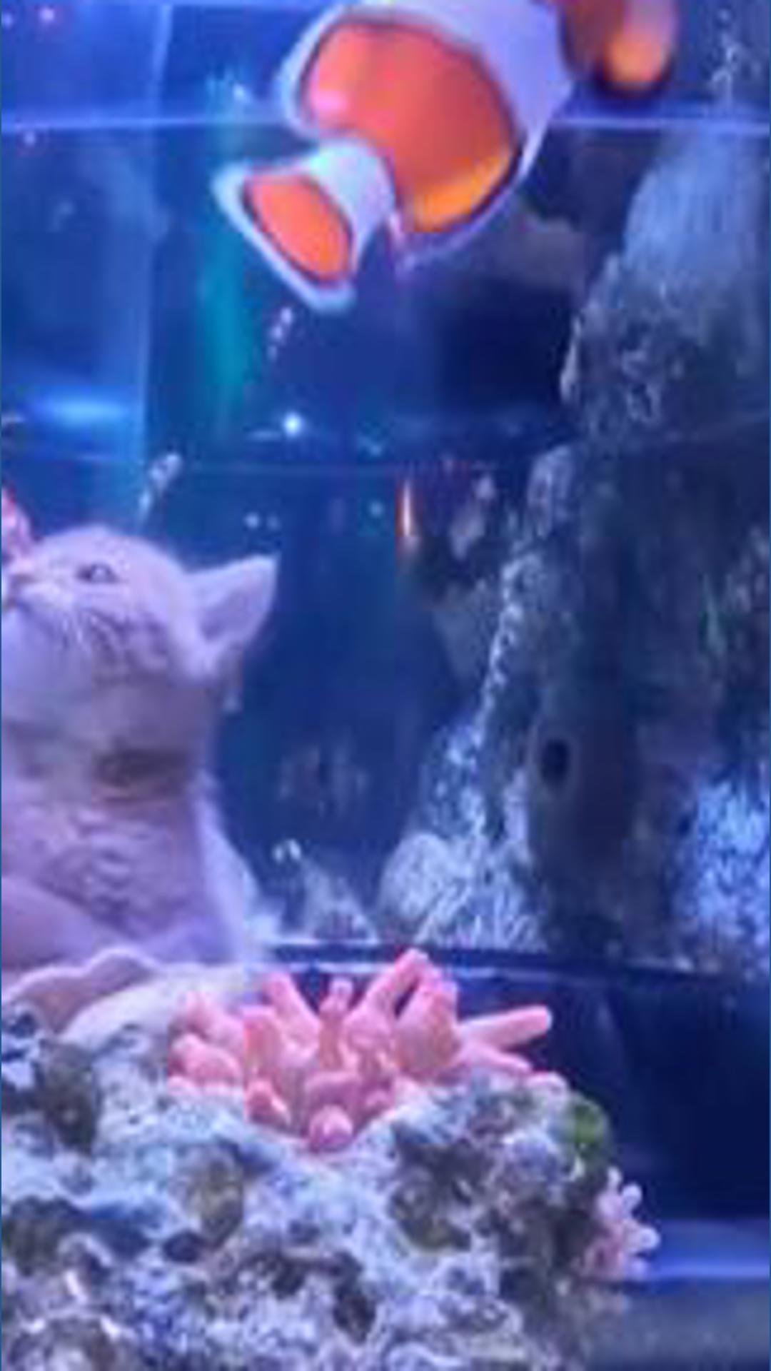 WATCH: Orphaned kittens take aquarium field trip to Mall of America