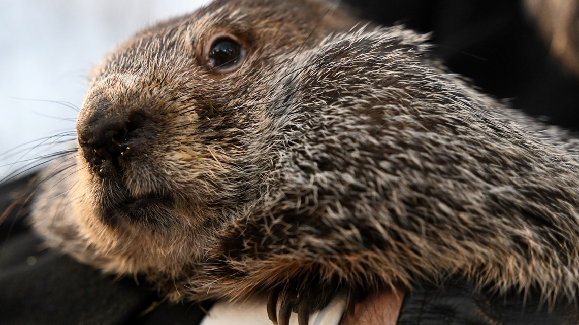 When is groundhog day? | kare11.com - Vimarsana News